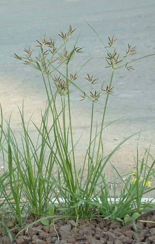 Nutgrass Cyperus rotundus02.jpg &copy; No machine-readable author provided. Rickjpelleg assumed (based on copyright claims).