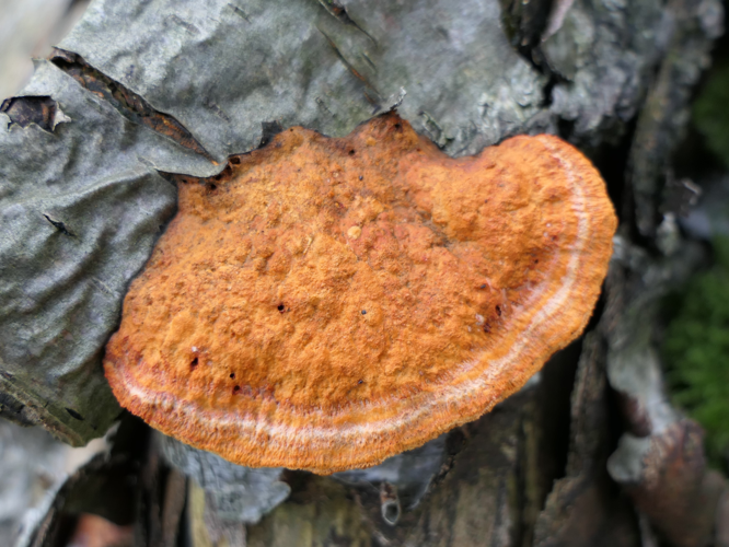 Pycnoporus cinnabarinus (Jacq.) P.Karst., 1881 &copy; Dick Belgers