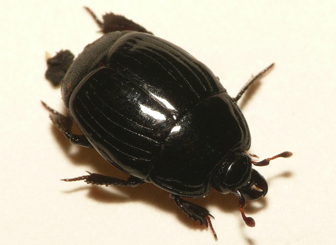 Margarinotus striola (Sahlberg, 1819) &copy; Dick Belgers
