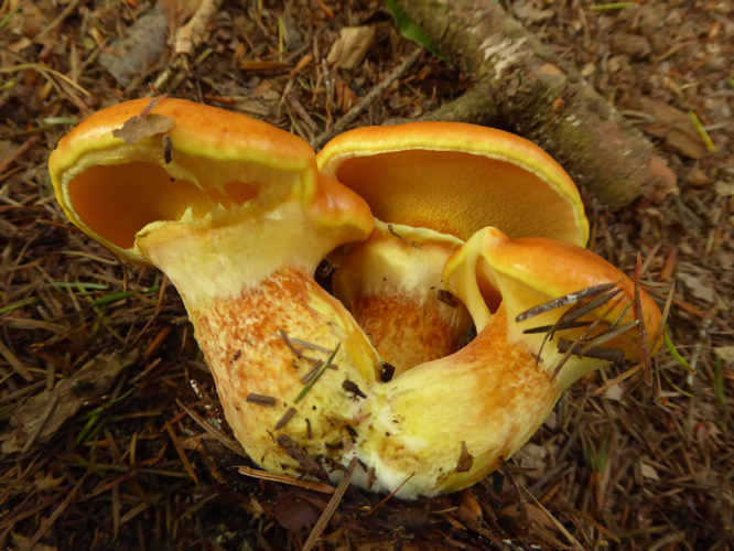 Suillus grevillei (Klotzsch) Singer, 1945 &copy; Tjerk Nawijn