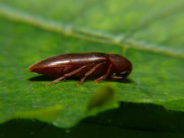 Phloiotrya tenuis (Hampe, 1850) &copy; Dick Belgers