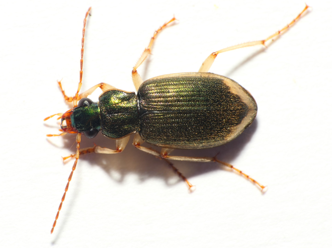 Chlaenius vestitus (Paykull, 1790) &copy; Dick Belgers