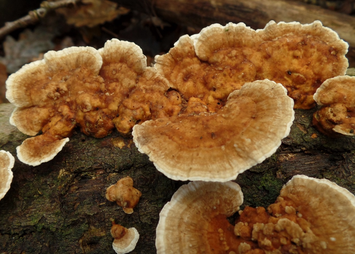 Trametes ochracea (Pers.) Gilb. & Ryvarden, 1987 &copy; Ab Neutel