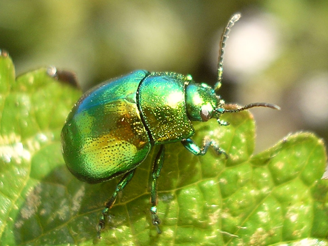 Chrysolina herbacea (Duftschmid, 1825) &copy; Arp Kruithof