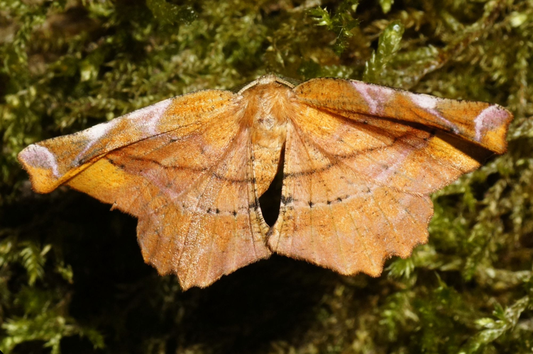 Apeira syringaria (Linnaeus, 1758) &copy; Hans Jonkman