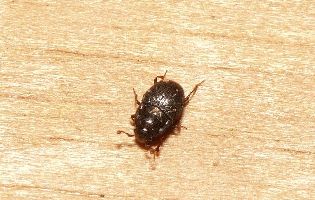 Plegaderus caesus (Herbst, 1791) &copy; Dick Belgers