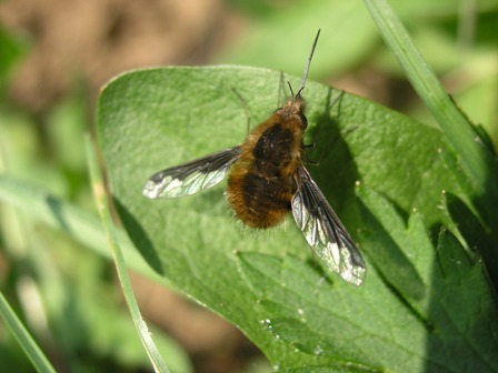 Bombylius major Linnaeus, 1758 &copy; Dick Belgers