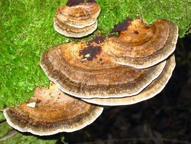 Ischnoderma benzoinum (Wahlenb.) P.Karst., 1881 &copy; Martien van den Heuvel