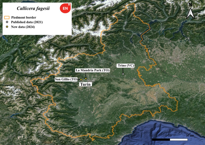 Callicera fagesii Guérin-Méneville, 1844 &copy; Maritano U, Bianco L, Torta S
