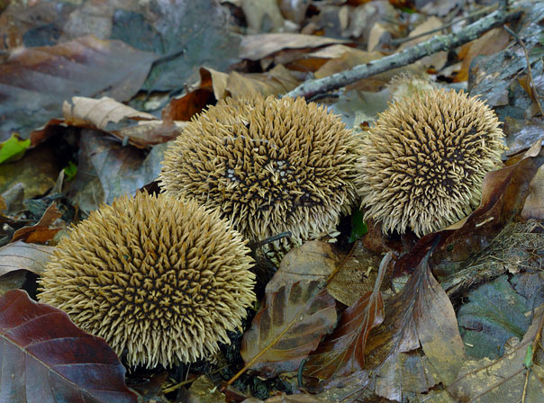 Lycoperdon echinatum, JHP-09.370 &copy; MycoKey / Jens H. Petersen