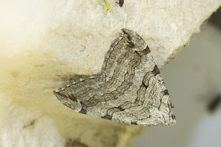 Aplocera plagiata (Linnaeus, 1758) &copy; Steeman Chris