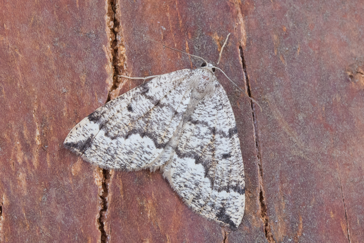 Pungeleria capreolaria (Denis & Schiffermüller, 1775) &copy; Steeman Chris