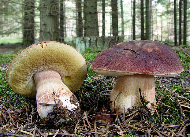 Boletus pinophilus, JHP-05.169 &copy; MycoKey / Jens H. Petersen