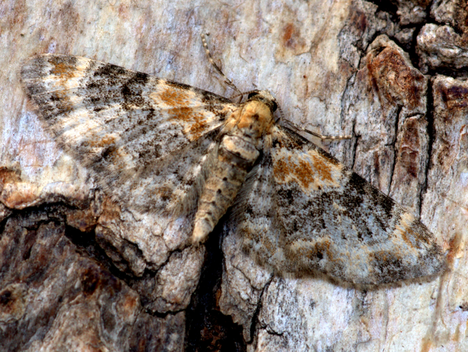Eupithecia linariata (Denis & Schiffermüller, 1775) &copy; Henk van Woerden