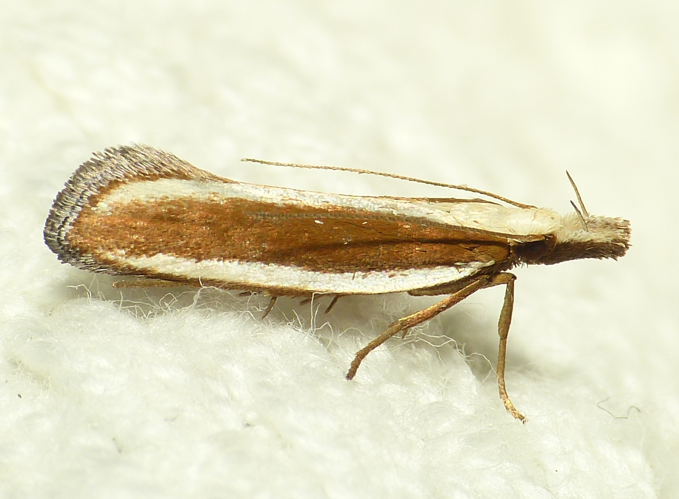 Dichomeris marginella (Fabricius, 1781) &copy; Dick Belgers