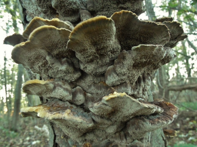 Mensularia radiata (Sowerby) Lázaro Ibiza, 1916 &copy; Ab Neutel