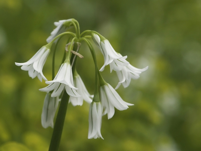 Allium triquetrum L., 1753 &copy; Wijnand van Buuren