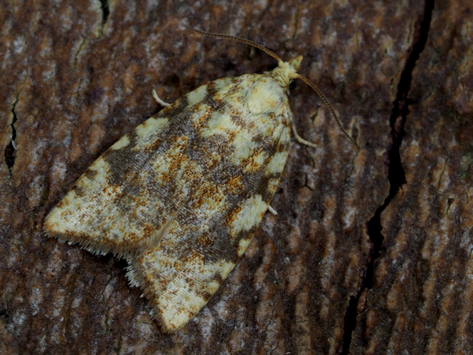 Aleimma loeflingiana (Linnaeus, 1758) &copy; Henk van Woerden