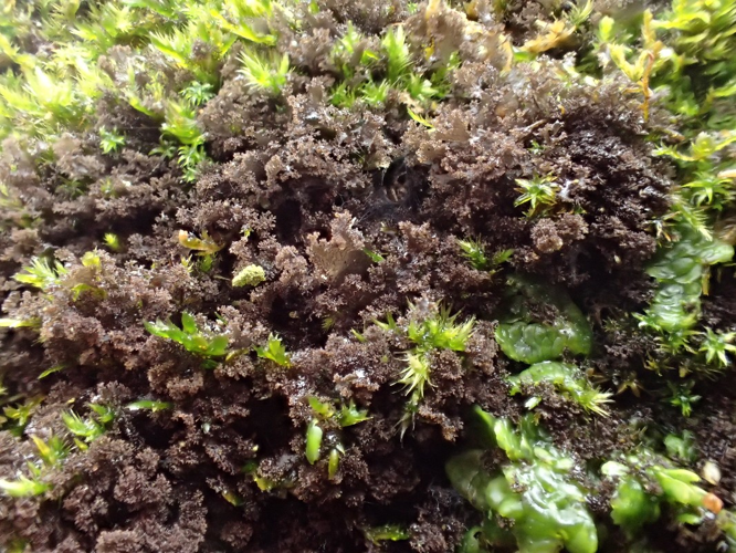 Scytinium lichenoides, DMS-9187174 &copy; Erik Arnfred Thomsen