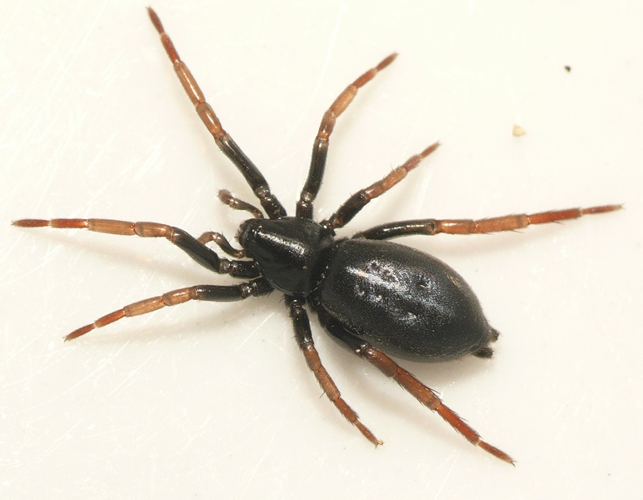 Trachyzelotes pedestris (C.L. Koch, 1837) &copy; Dick Belgers