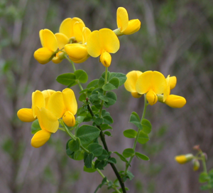 Cytisus sessilifolius1.jpg © Franco christophe