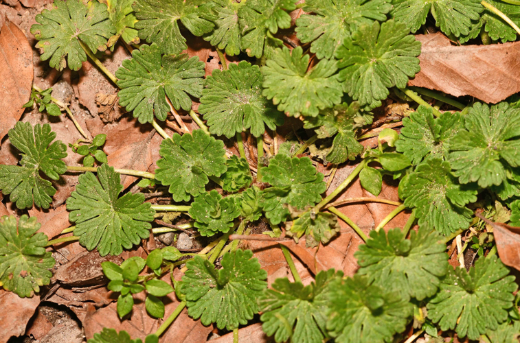 Geranium pusillum L., 1759 &copy; Bas van Hulst-Kuiper
