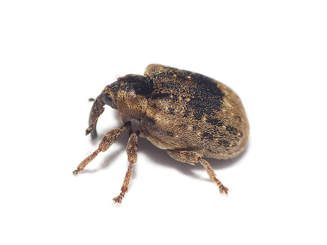 Stereonychus fraxini (De Geer, 1775) &copy; Dick Belgers