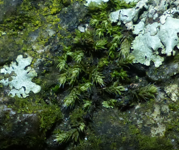 Hedwigia ciliata (Hedw.) P.Beauv., 1805 &copy; Koen Verhoogt