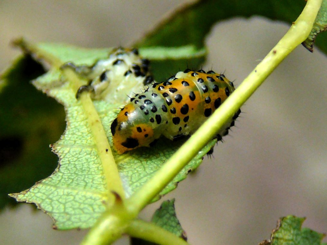 Arge ochropus (Gmelin, 1790) &copy; Leo Blommers