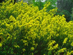 Cytisus decumbens 001.JPG © H. Zell