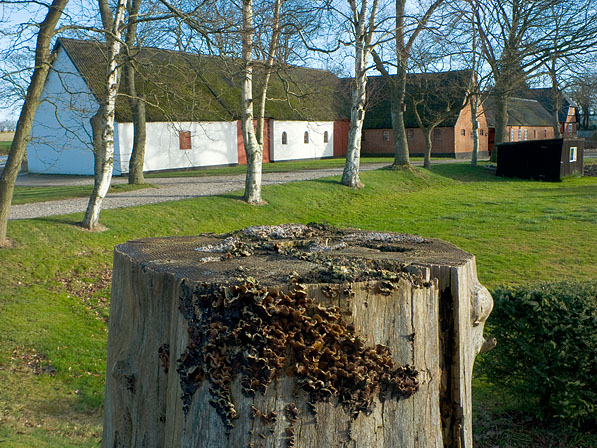 Auricularia mesenterica, JHP-08.001 &copy; MycoKey / Jens H. Petersen
