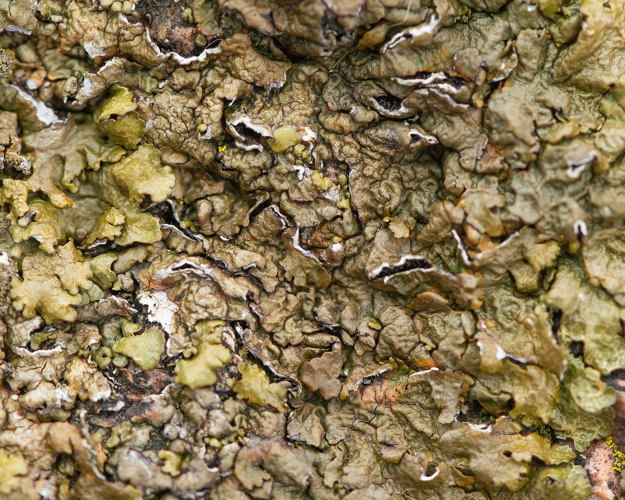 Xanthoparmelia pulla (Ach.) O.Blanco, A.Crespo, Elix, D.Hawksw. & Lumbsch, 2004 &copy; Wijnand van Buuren