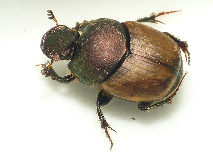 Onthophagus coenobita (Herbst, 1783) &copy; Dick Belgers