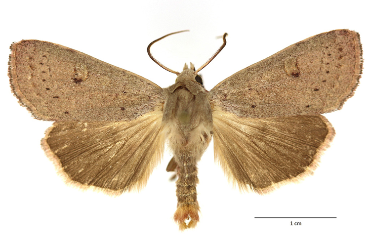 Xestia castanea (Esper, 1798) &copy; De Prins Guido