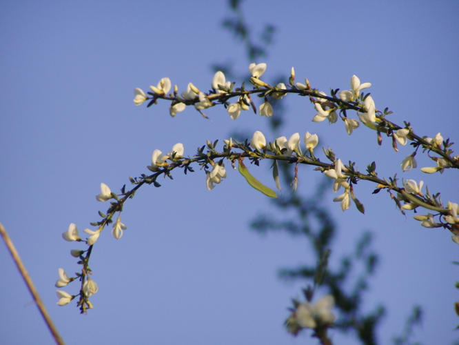 Cytisus multiflorus.jpg &copy; Júlio Reis