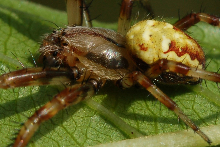 Araneus quadratus Clerck, 1758 &copy; Jan van Asselt