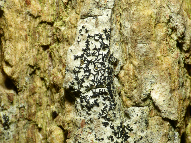 Alyxoria varia (Pers.) Ertz & Tehler, 2011 &copy; Dick Belgers