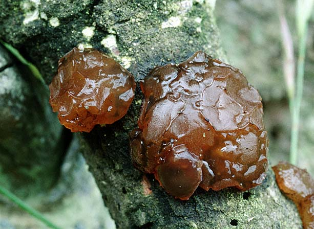 Exidia saccharina, JHP-99.260 &copy; MycoKey / Jens H. Petersen