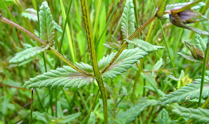 Rhinanthus minor L., 1756 &copy; Bert Verbruggen