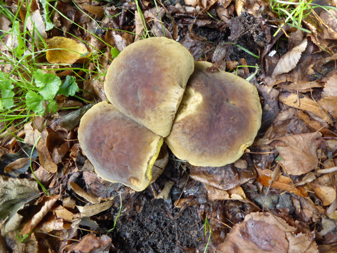 Xerocomus ferrugineus (Schaeff.) Alessio, 1985 &copy; Tjerk Nawijn