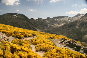 Piornal circo de gredos 02.jpg © Nachosan
