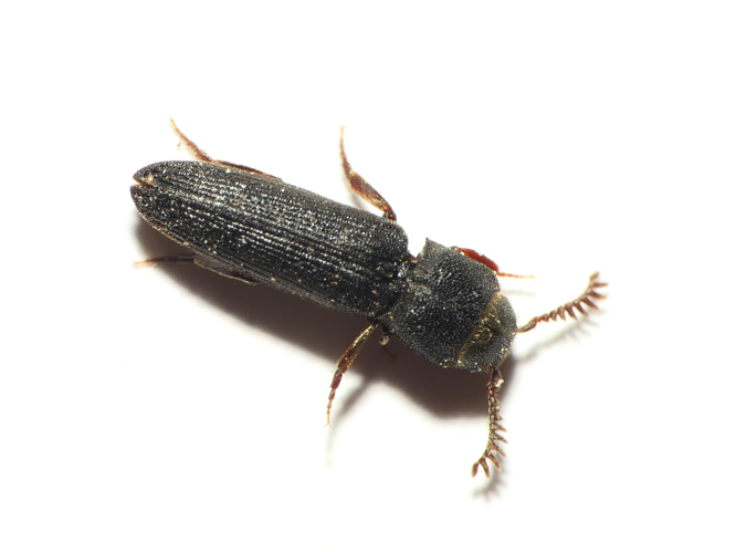 Melasis buprestoides (Linnaeus, 1761) &copy; Dick Belgers