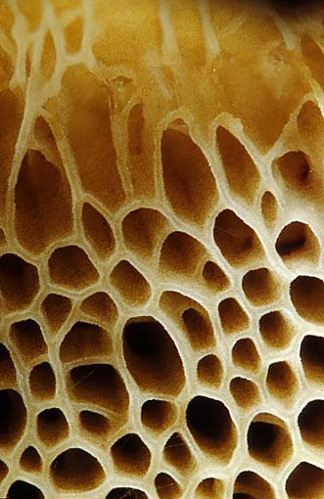 Xerocomellus chrysenteron, JHP-99.364 &copy; MycoKey / Jens H. Petersen