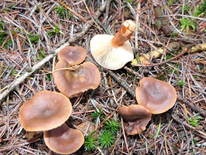 Lactarius hepaticus Plowr., 1905 &copy; Dick Belgers