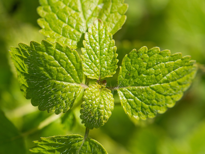Melissa officinalis L., 1753 &copy; Wijnand van Buuren