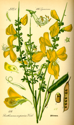 Illustration Cytisus scoparius0.jpg © Commons