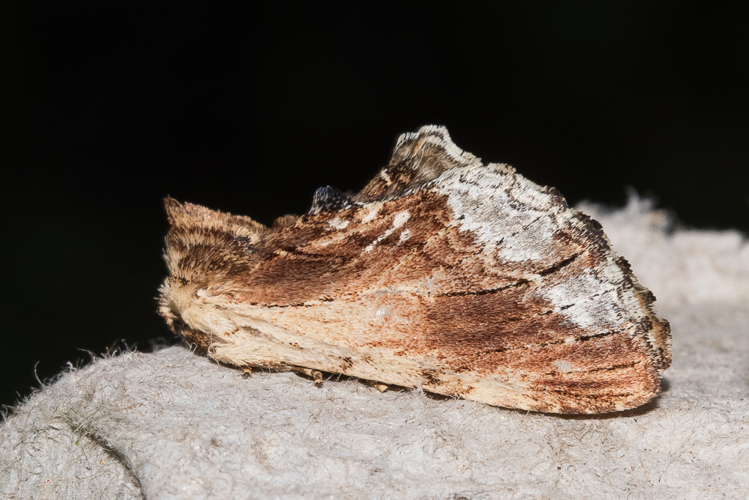 Ptilodon cucullina (Denis & Schiffermüller, 1775) &copy; Steeman Chris