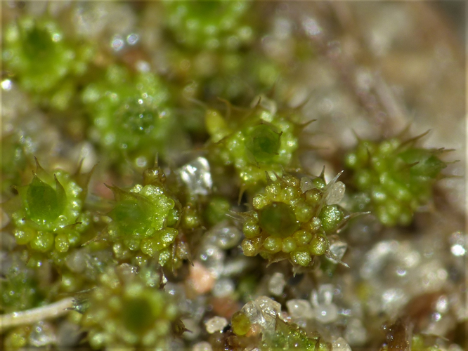 Bryum dichotomum Hedw., 1801 &copy; Koen Verhoogt