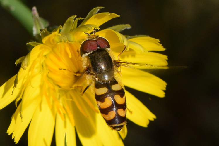 Scaeva dignota (Rondani, 1857) &copy; Bert Oving