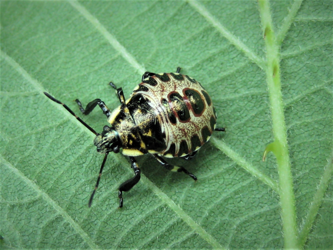Pinthaeus sanguinipes (Fabricius, 1781) &copy; Martien van den Heuvel